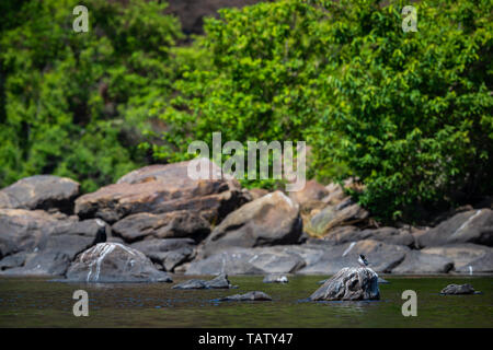 Fluss tern oder Sterna aurantia über Rock in der Mitte des chambal ruht in einem schönen blauen Wasser bei rawatbhata, Kota, Rajasthan, Indien Stockfoto