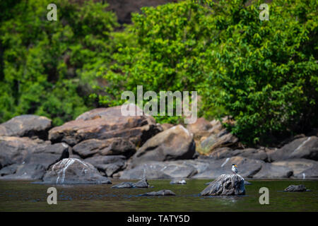 Fluss tern oder Sterna aurantia über Rock in der Mitte des chambal ruht in einem schönen blauen Wasser bei rawatbhata, Kota, Rajasthan, Indien Stockfoto