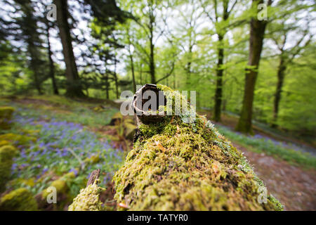 Flechten auf einem Verrottenden Niederlassung in Low Wood, unter dem Hohen schließen, in der Nähe von Ambleside, Lake District, England. Stockfoto