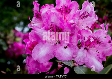 Eine Nahaufnahme von einem hellen rosa Blume; die Blüten haben dunkle Färbung auf die Blütenblätter und dunkelgrüne Blätter unter Stockfoto
