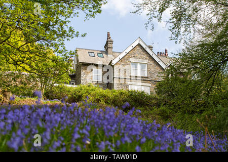 Bluebells und ein Haus im Wald, auf Fishgarths Loughrigg in der Nähe von Ambleside, Lake District, England. Stockfoto