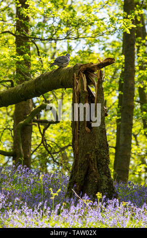 Bluebells und eine Ringeltaube in Fishgarths Holz, auf loughrigg in der Nähe von Ambleside, Lake District, England. Stockfoto