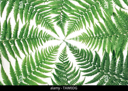 Kreative Gestaltung aus bunten tropischen Farnblätter auf weißem Hintergrund. Minimale Sommer exotische Konzept mit kopieren. Stockfoto