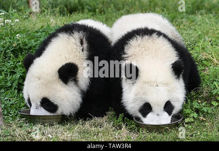 (190528) - Peking, 28. Mai 2019 (Xinhua) - Foto am Mai 26, 2019 zeigt Baby riesenpandas an der 'Giant Panda Kindergarten' in der Shenshuping Base von China Erhaltung und Forschung Zentrum für Riesenpandas in Chongqing, Provinz Sichuan im Südwesten Chinas. Die 'Giant Panda Kindergarten', im Wolong National Nature Reserve befindet, wirft 18 Giant Panda Babies heutzutage. (Xinhua / Xue Yubin) Stockfoto