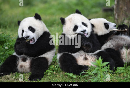 (190528) - Peking, 28. Mai 2019 (Xinhua) - Foto am Mai 25, 2019 zeigt Baby riesenpandas an der 'Giant Panda Kindergarten' in der Shenshuping Base von China Erhaltung und Forschung Zentrum für Riesenpandas in Chongqing, Provinz Sichuan im Südwesten Chinas. Die 'Giant Panda Kindergarten', im Wolong National Nature Reserve befindet, wirft 18 Giant Panda Babies heutzutage. (Xinhua / Xue Yubin) Stockfoto