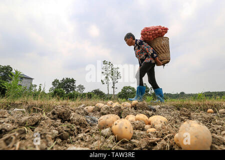 (190528) - Peking, 28. Mai 2019 (Xinhua) - ein Dorfbewohner sammelt Kartoffeln in das Feld im Longshan County Xiangxi der Tujia und Miao Autonomen Präfektur, die Zentrale China Provinz Hunan, 27. Mai 2019. (Xinhua / Zeng Xianghui) Stockfoto