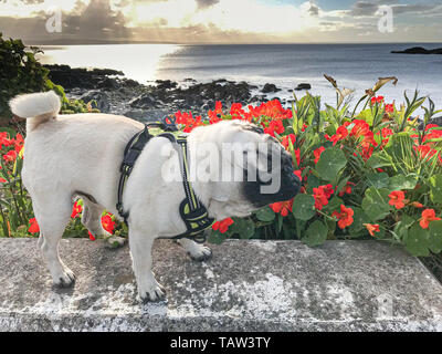 Fowey, Cornwall, UK. 28. Mai 2019. UK Wetter. Spaziergang am frühen Morgen in der Sonne für Titan der Mops und weigerte sich, an diesem Morgen zu stellen, am Meer in Fowey. Rote Blumen Nasturtiam scheint in die Lücken zwischen den großen Steinen, die Verteidigung des Hafens Parkplatz Form zu gedeihen. Kredit Simon Maycock/Alamy Leben Nachrichten. Stockfoto