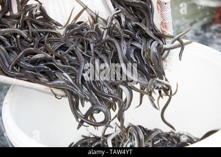 Hamburg, Deutschland. 28 Mai, 2019. Dass Farmaeals nach vorne gestreckt wurden, werden in einem weißen Eimer mit Hilfe einer landing Net übertragen. Mitarbeiter des Angelsport-Verband Hamburg e.V. belegt die Alster mit jungen Aale. Quelle: Georg Wendt/dpa/Alamy leben Nachrichten Stockfoto