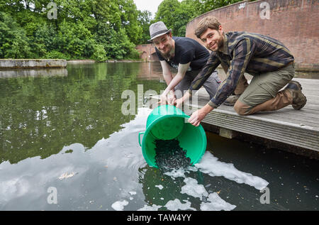 Hamburg, Deutschland. 28 Mai, 2019. Rüdiger Märker (l), Angler, und Robin Giesler, Angeln Biologe, (beide von der Fischerei Verband Hamburg e.V.) die Goldbek Kanal mit jungen Aale besetzen. Für den Schutz von Arten, junge Aale und Glasaale werden abwechselnd einmal im Jahr in die Binnengewässer freigegeben. Quelle: Georg Wendt/dpa/Alamy leben Nachrichten Stockfoto