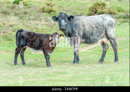 Kalb und Kuh, Godshill, New Forest, Hampshire, Vereinigtes Königreich, 28. Mai 2019, Wetter: Ein weitgehend trockener Nachmittag mit der Gefahr einer kurzen Dusche und Durchschnittstemperaturen. Der Boden ist hart und trocken mit wenig starken Niederschlägen in letzter Zeit. Eine graue Kuh und ihr Kalb schauen an. Stockfoto