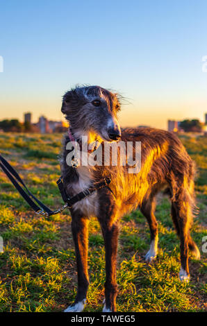 Porträt einer langen Haare schwarz und weiß Greyhound bei Sonnenuntergang in einer Stadt park Stockfoto