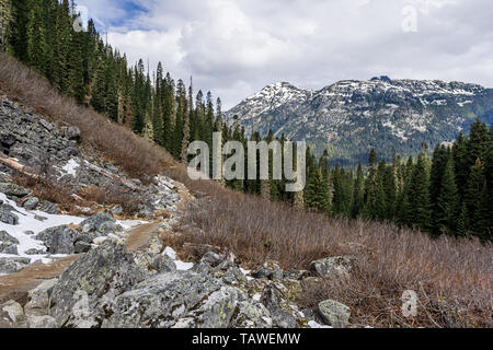 Wilder Naturwald im Joffre Lakes Provincial Park British Columbia Kanada. Stockfoto