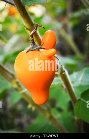 Titty nippel Frucht gelb Aubergine auf Baum im Garten/Solanum mammosum Dornige Popolo Stockfoto