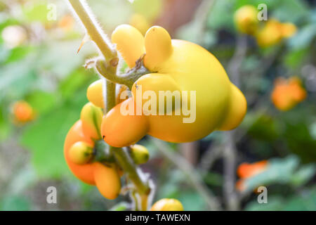 Titty nippel Frucht gelb Aubergine auf Baum im Garten/Solanum mammosum Dornige Popolo Stockfoto