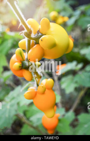 Titty nippel Frucht gelb Aubergine auf Baum im Garten/Solanum mammosum Dornige Popolo Stockfoto