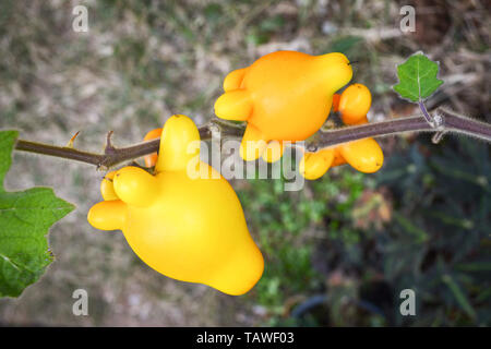 Titty nippel Frucht gelb Aubergine auf Baum im Garten/Solanum mammosum Dornige Popolo Stockfoto