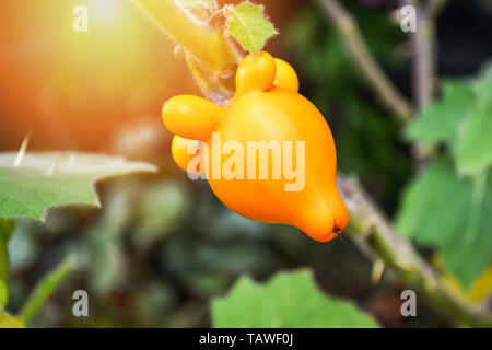 Titty nippel Frucht gelb Aubergine auf Baum im Garten/Solanum mammosum Dornige Popolo Stockfoto