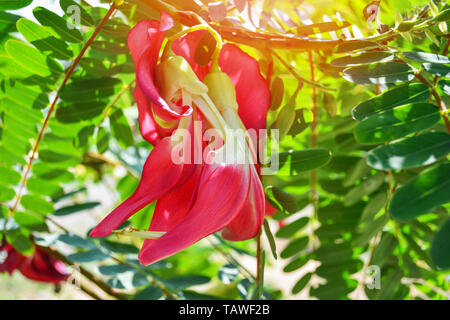 Red agasta Blume auf Baum im Garten/Andere Namen Sesban agasta, Gemüse Kolibris, Butterfly tree Stockfoto