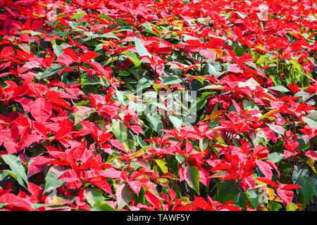 Schöne blatt rot Weihnachtsstern Hintergrund blühen im Garten oder Weihnachtsstern Euphorbia pulcherrima Blumen Pflanzen-/ Stockfoto