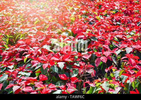Schöne blatt rot Weihnachtsstern Hintergrund blühen im Garten oder Weihnachtsstern Euphorbia pulcherrima Blumen Pflanzen-/ Stockfoto