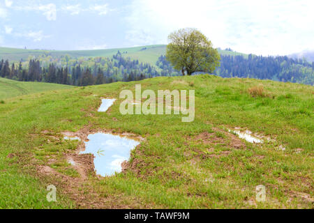 Hell Grün saftiges Gras unter den Pfützen auf der Spitze des Hügels nach Frühling Regen vor der Kulisse der Bergwelt der Karpaten montieren Stockfoto