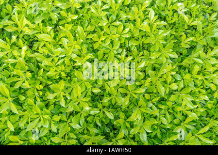 Hintergrund eines grünen Gras. Green Grass Textur Green Grass Textur aus einem Feld Stockfoto