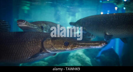 Alligator gar Fische Fish Tank unterwasser Aquarium/Atractosteus spatula Stockfoto