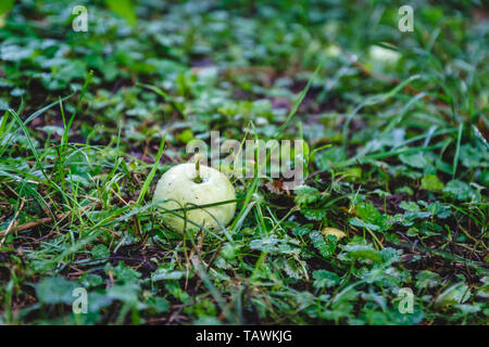 Im grünen Gras sind Äpfel vom Baum gefallen. Stockfoto
