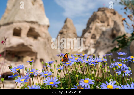 Nahaufnahme Schmetterling auf Blüte mit prächtigen Burg Uchisar in Kappadokien Stockfoto