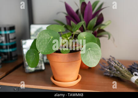 Pilea peperomioides. Chinesische geld Anlage oder Pfannkuchen. Junge Pilea in braun Keramik Topf auf holztisch vor grauem Hintergrund. Trendige Einrichtung Stockfoto