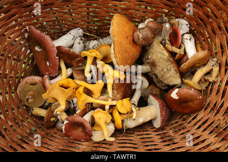 Korb mit Waldpilzen. Steinpilze, Pfifferlinge, psathyrella, Scaber Stiel, Birke bolete Pilz. Spätsommer und Herbst Natur. Reisen in die Wälder Stockfoto