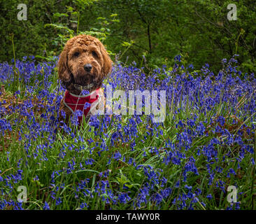 Red Cockapoo sitzen unter den Glockenblumen in einem Holz Stockfoto