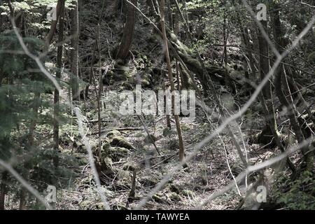 Berüchtigte Aokigahara Wald im Fuji-Hakone-Izu Nationalpark von Japan. Der Wald ist als Selbstmord Wald bekannt. Bis zu 100 Selbstmorde finden hier statt jeden Stockfoto