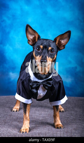 Hund gekleidet, trägt einen Tux und Bow Tie gegen die schönen blauen Hintergrund. - Bild Stockfoto