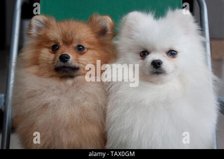 Zwei süße pomeranian pupp Sitzen auf ein zusammenklappbarer Stuhl. Heimtiere. Reinrassigen Hund. Stockfoto