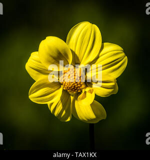 Dahlie 'Yellow Hammer' ist ein Zwerg Bedder Single-blühenden Dahlien haben blütenköpfe in der Regel weniger als 10 cm, mit einem oder zwei Zeilen der Ausbreitung von Ray Stockfoto