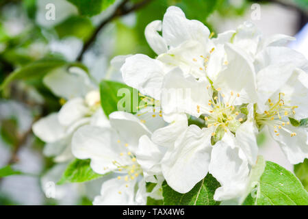 Apple tree branch mit weißen Blüten. Frühling Apfelbaum in der Blüte. In der Nähe von weißen Blüten mit flachen DOF Stockfoto