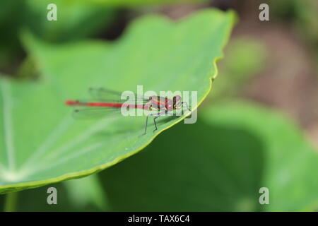 Red Dirne fliegen. Stockfoto