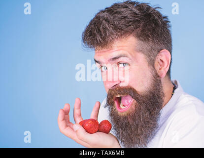 Mann glücklich Gesicht offener Mund mit Bart Erdbeeren isst. Möchte meine berry Mann fröhlich gonna Reife süße Erdbeeren blauen Hintergrund essen versuchen. Hipster bärtigen hält Erdbeeren auf Palm, aus der Nähe. Stockfoto