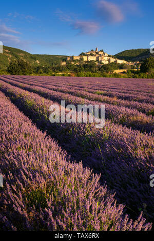 Frankreich, Alpes-de-Haute-Provence (04) - Das Dorf Banon in der Provence mit Lavendel Felder bei Sonnenaufgang im Sommer. Alpen, Frankreich Stockfoto