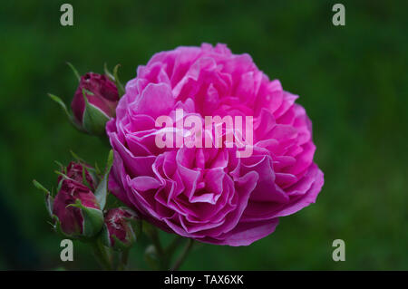 Rosa Coupe d'Hebe Stockfoto