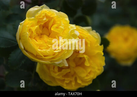 Rosa Foetida "Persiana" Stockfoto