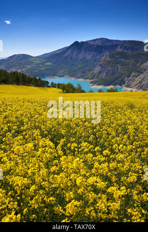 Frankreich, Alpes-de-Haute-Provence (05), Tal der Durance - Felder der Gelbe Raps Blumen in der Nähe von See Serre-Poncon Stockfoto