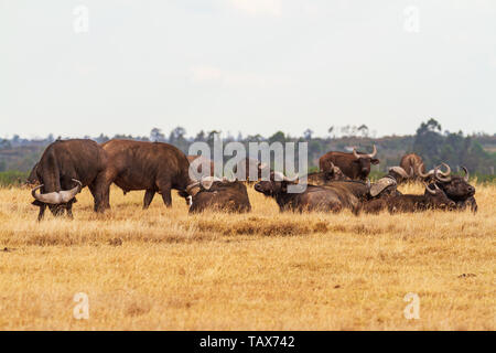 Afrikanische Büffel, Rinder, Büffel, Syncerus caffer Sitzen stehen Weiden wiesen große Hörner Ol Pejeta Conservancy, Kenia, Ostafrika Stockfoto