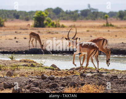 Impalas, Aepyceros melampus, am Wasserloch Hufen der Luft springen. Ol Pejeta Conservancy, Kenia, Ostafrika. Aktion African Safari Stockfoto