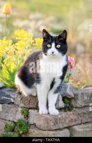 Süße Katze, Tuxedo Muster schwarz und weiß Bicolour, Europäisch Kurzhaar, Aufmerksam sitzen auf einer alten Mauer in einem blühenden Garten im Frühjahr, Deutschland Stockfoto