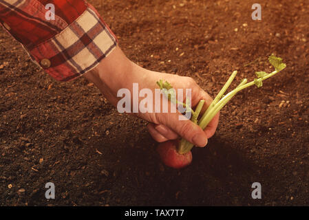 Von Hand gepflückt Radieschen im Garten, organische homegrown produzieren Ernte Stockfoto