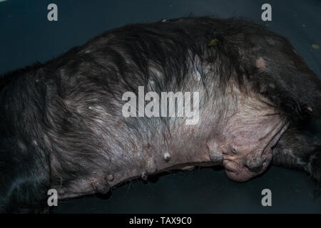 Alter Hund mit Cushing Syndrom und Beulen und Unebenheiten Stockfoto