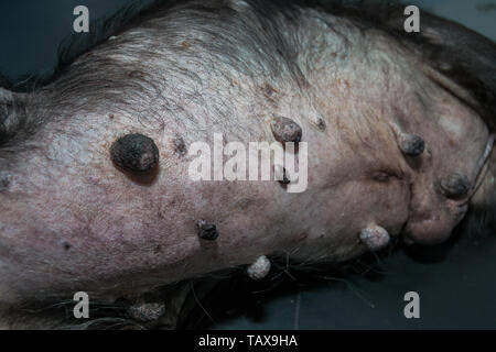 Alter Hund mit Cushing Syndrom und Beulen und Unebenheiten Stockfoto