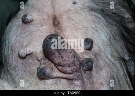 Alter Hund mit Cushing Syndrom und Beulen und Unebenheiten Stockfoto